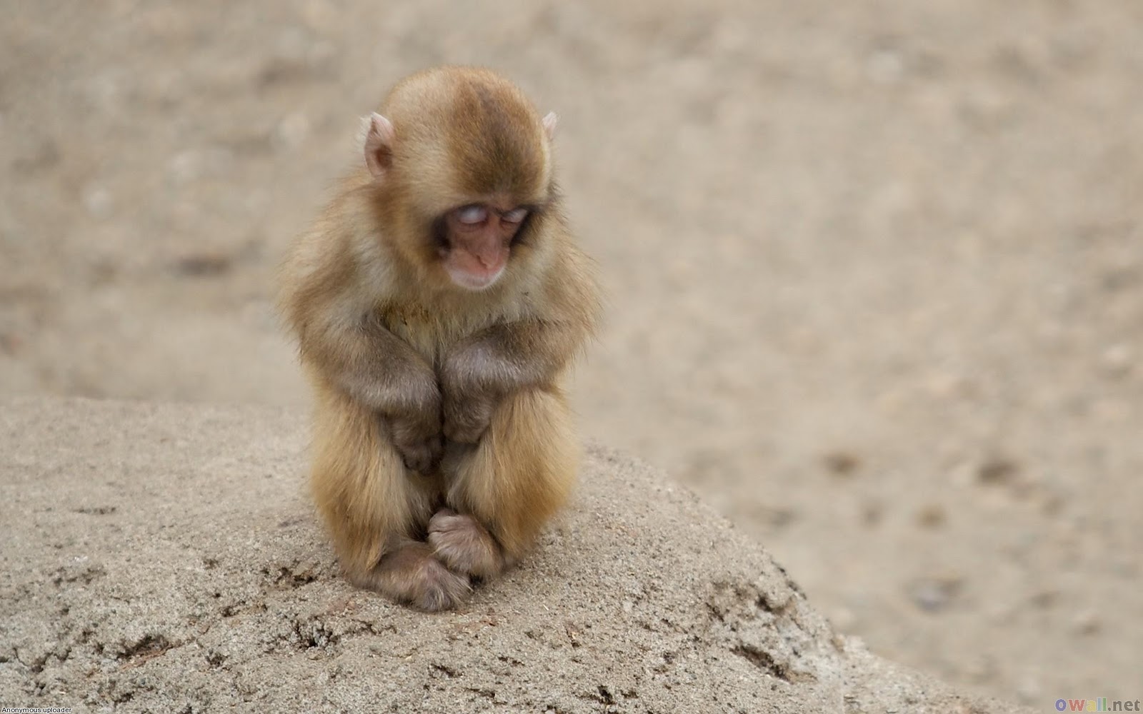 Collections Cute Monkeys Pics Image And Wallpaper