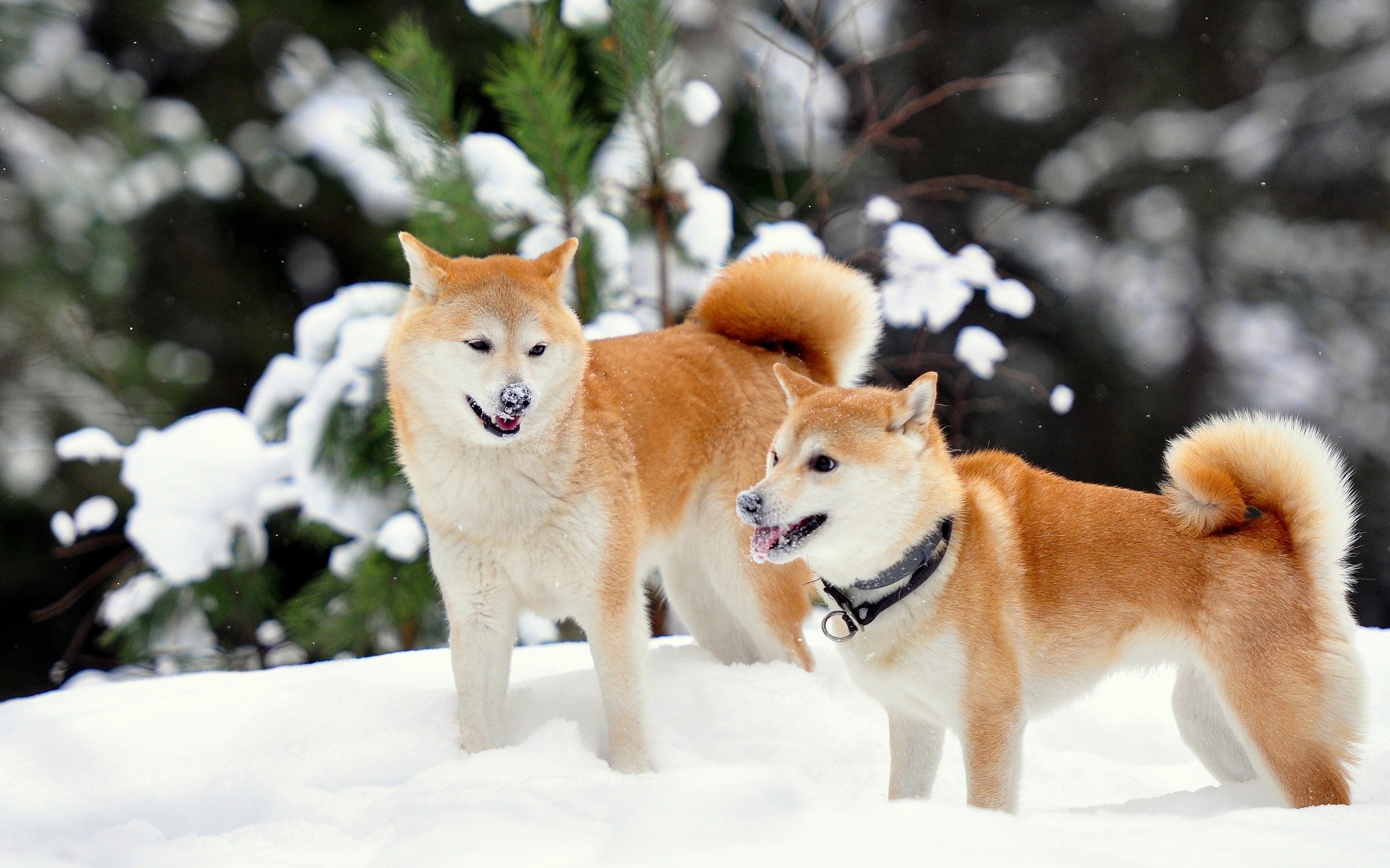 Fawn Dogs In Snow 4u Wallpaper