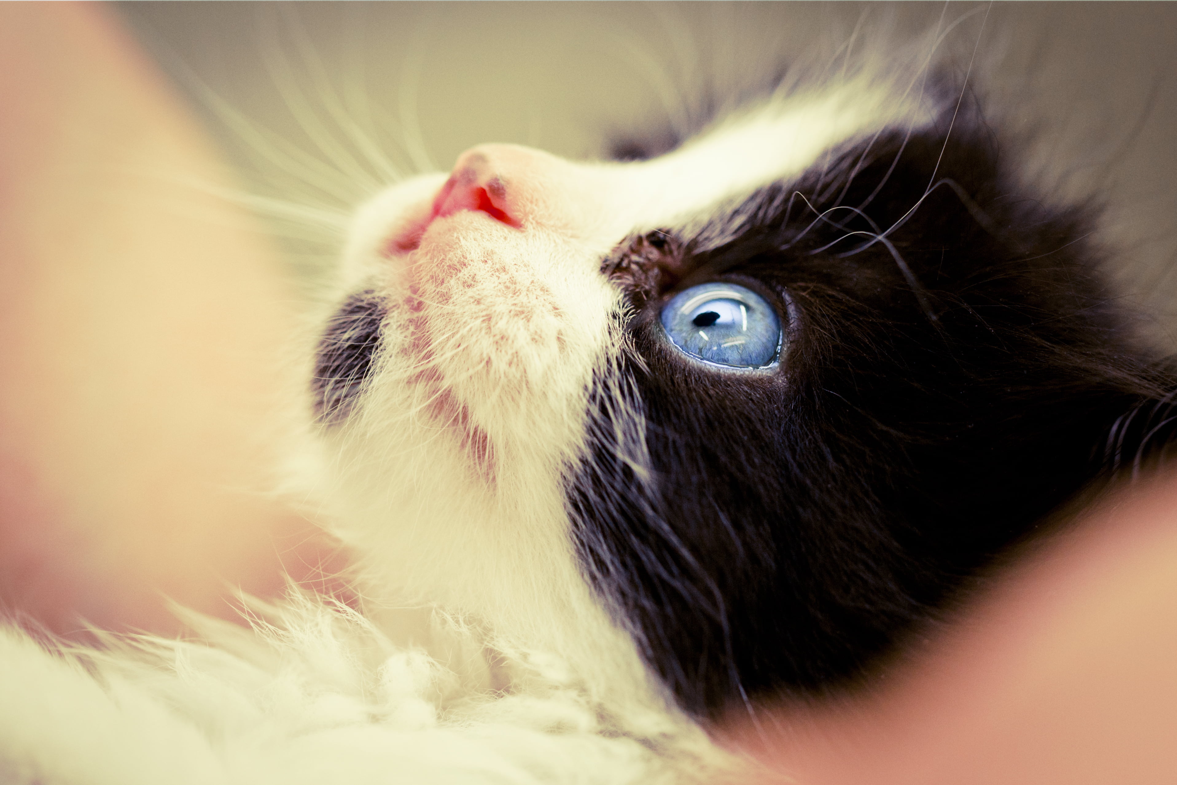 Tuxedo Cat With Blue Eyes HD Wallpaper