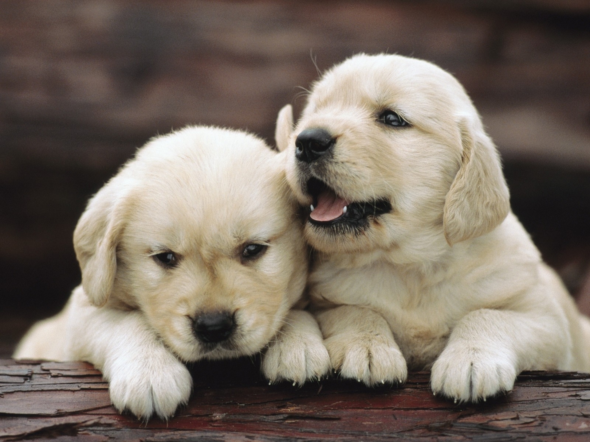 Two adorable golden retriever puppies cuddling on a wooden surface