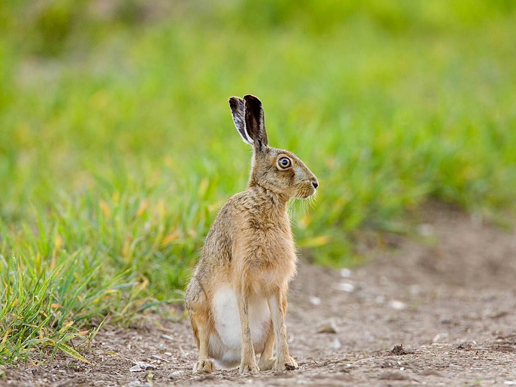 Hare Wallpaper And Background