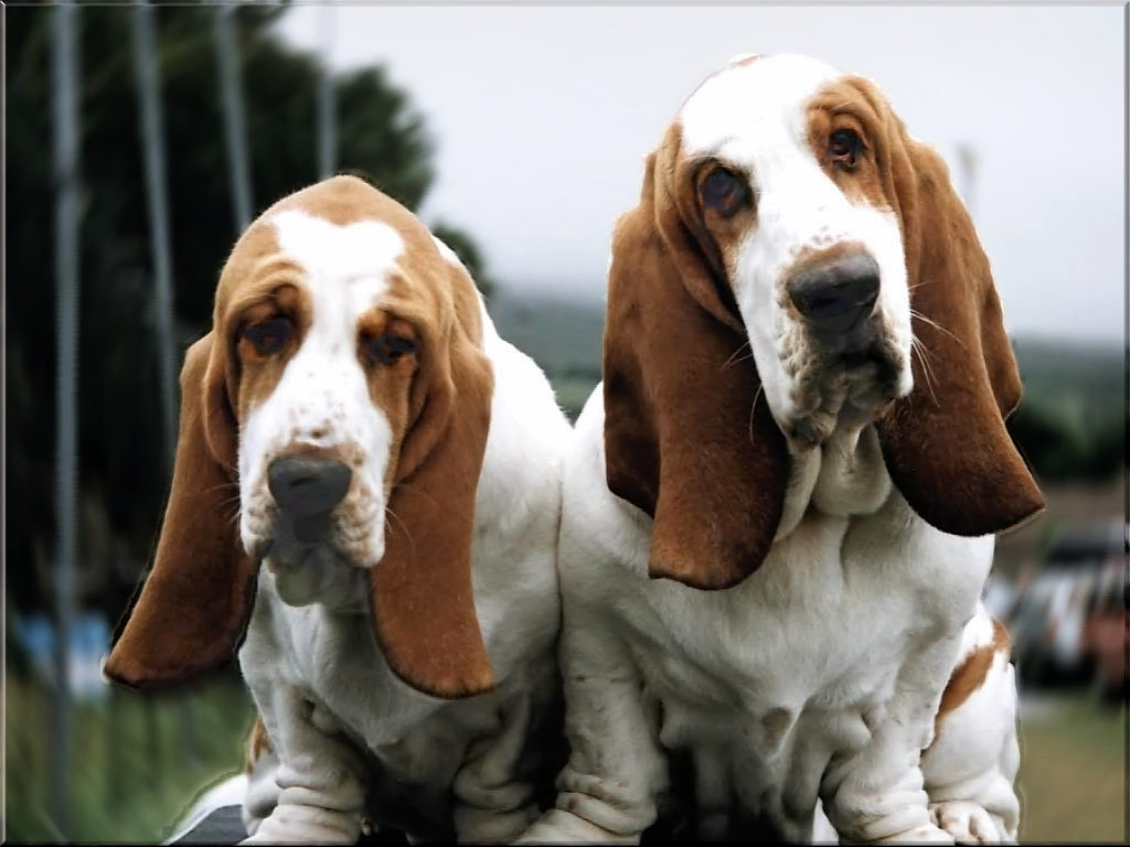 Wallpaper Basset Hound Dogs