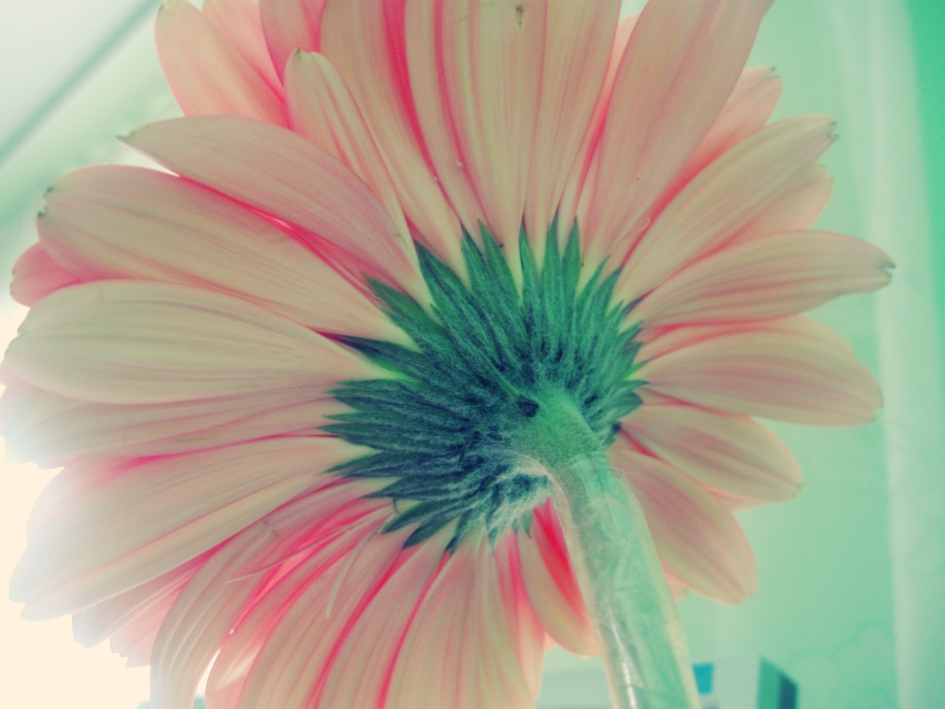 Pastel Nature Flower HD Wallpaper