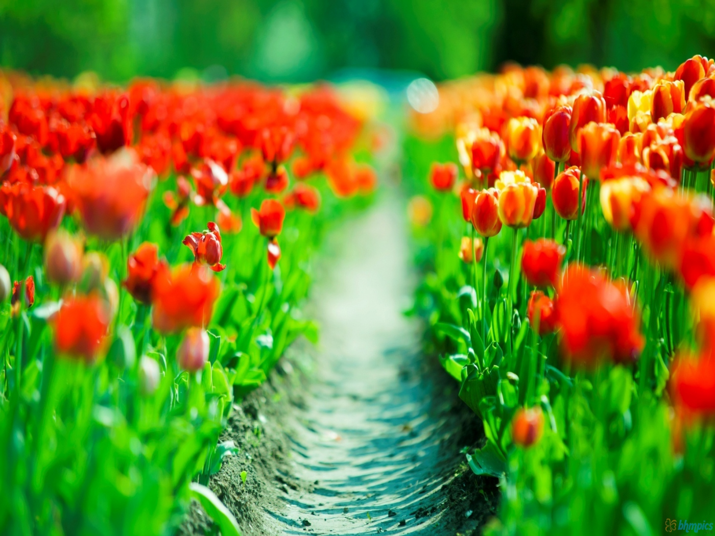 Tulips Flowers Field Track Desktop Wallpaper