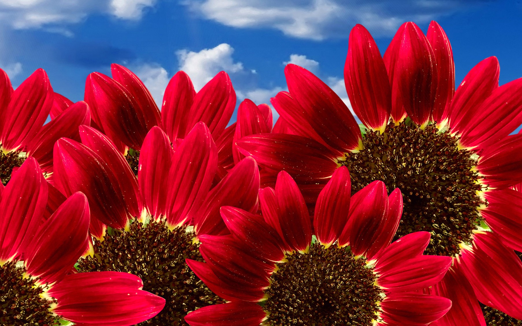 Pure Red Sunflowers Flower Wallpaper Nature Image Plants