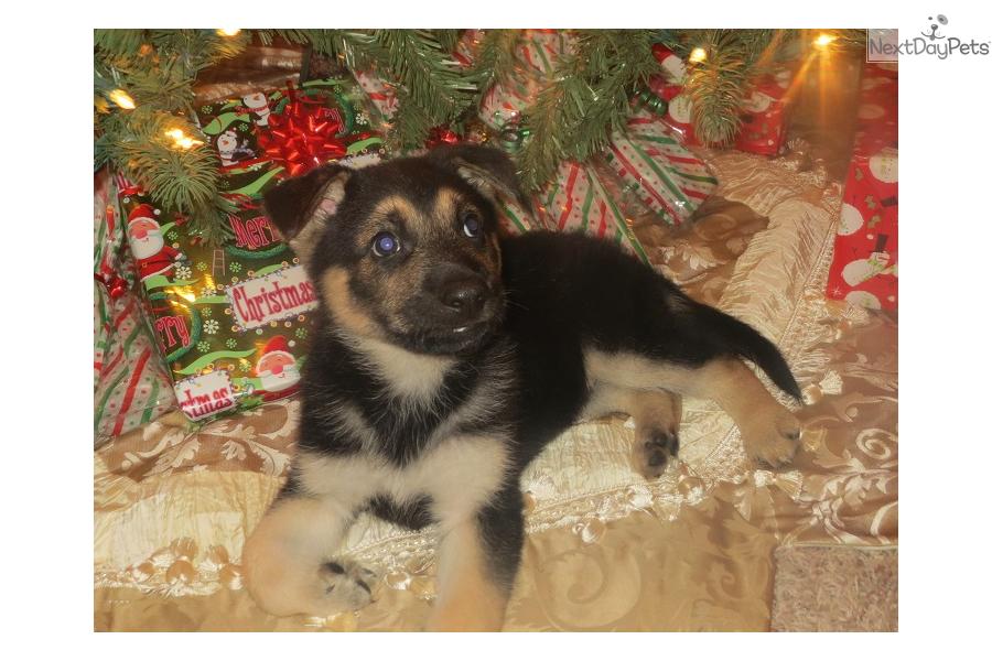 Meet Merry Christmas A Cute German Shepherd Puppy For Sale