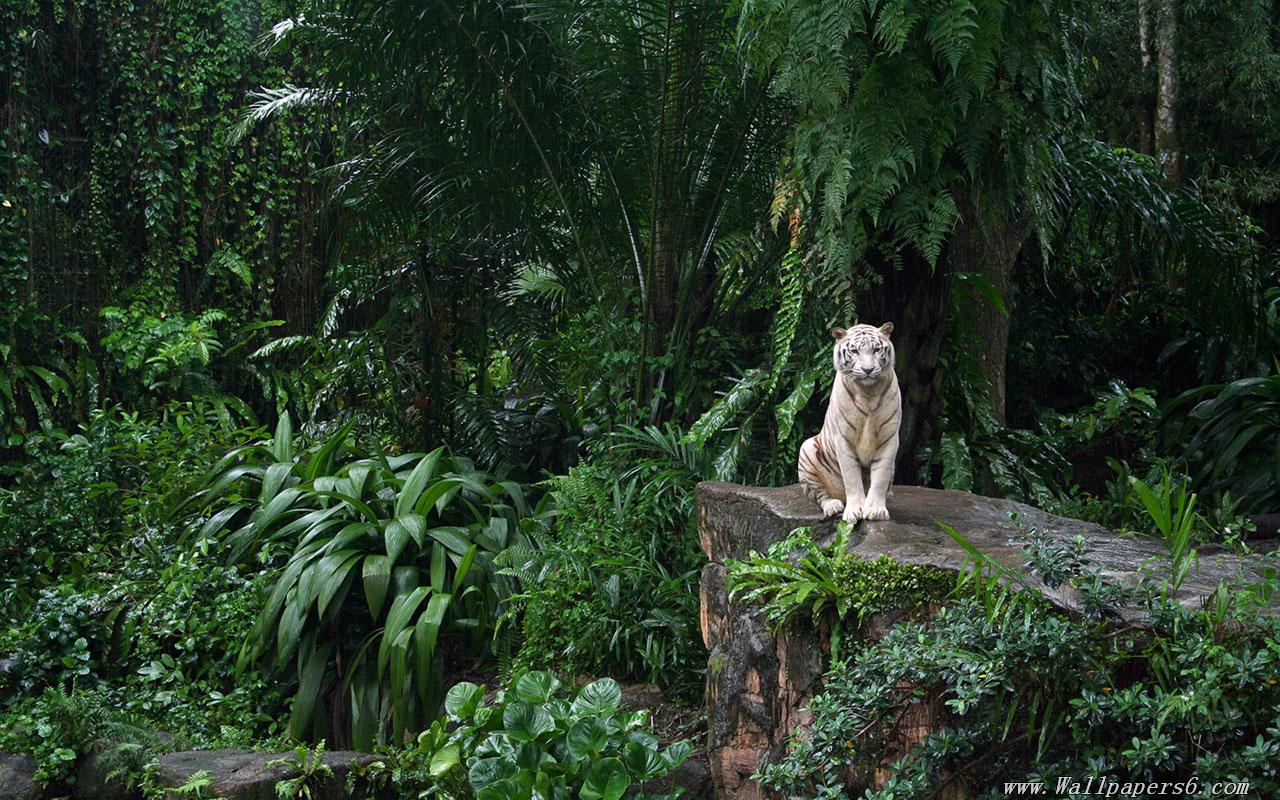 Forest White Tiger Animal Wallpaper