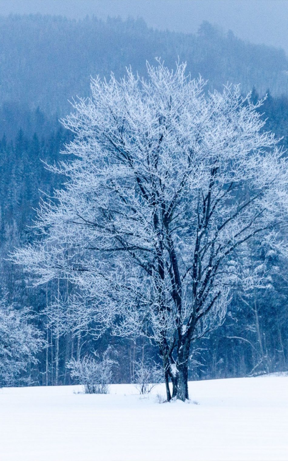 Frozen Tree Snow Winter Pure 4k Ultra HD Mobile