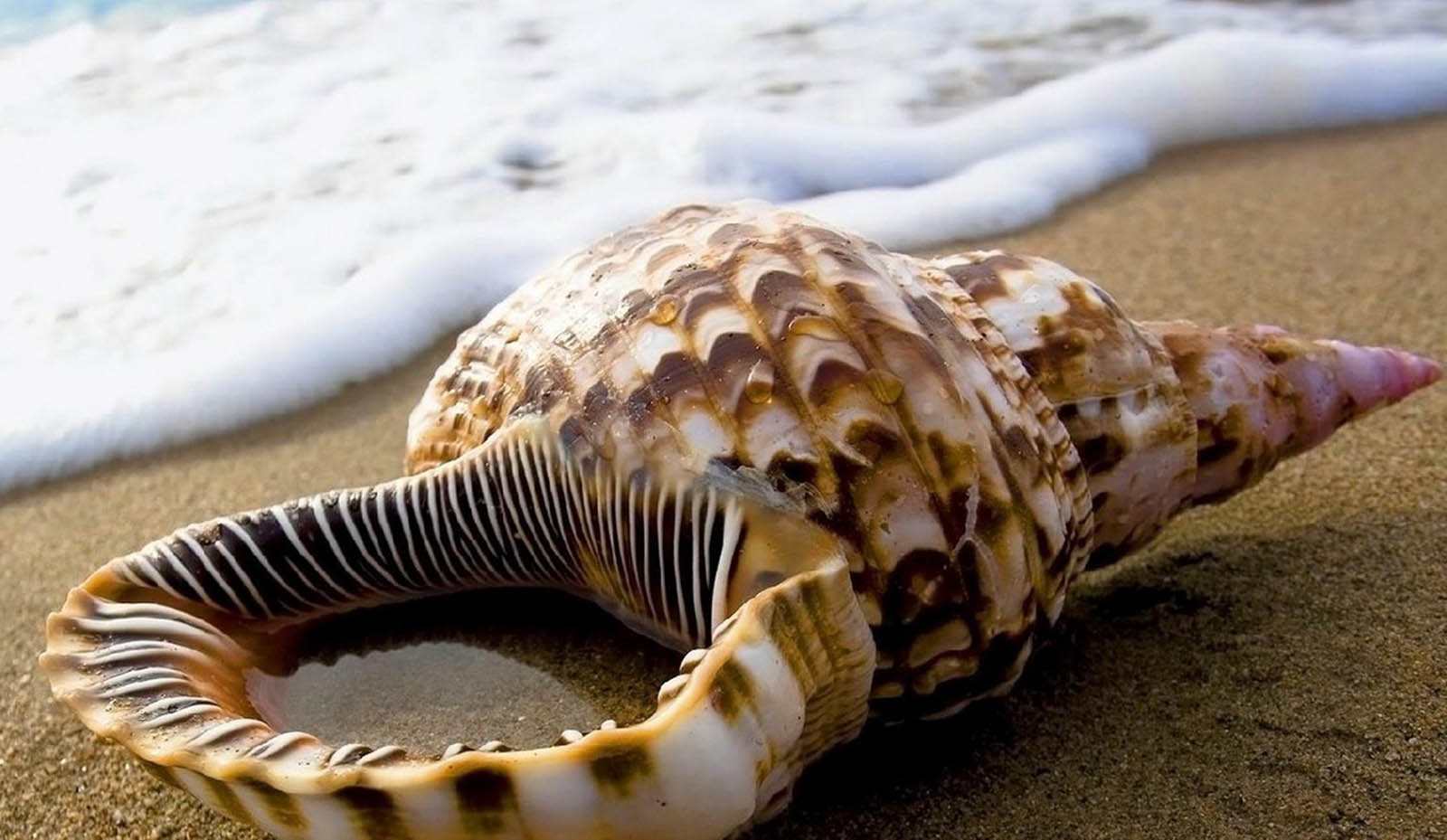 Sea Shell Picture Jpg