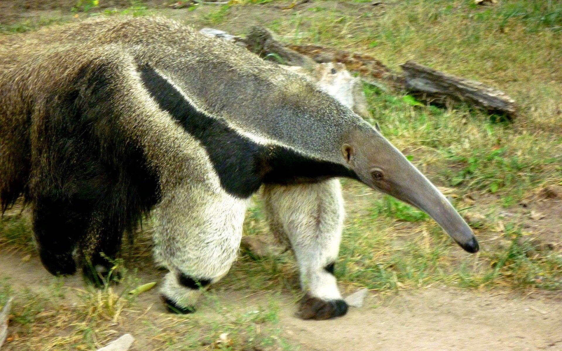 Anteater Wallpaper