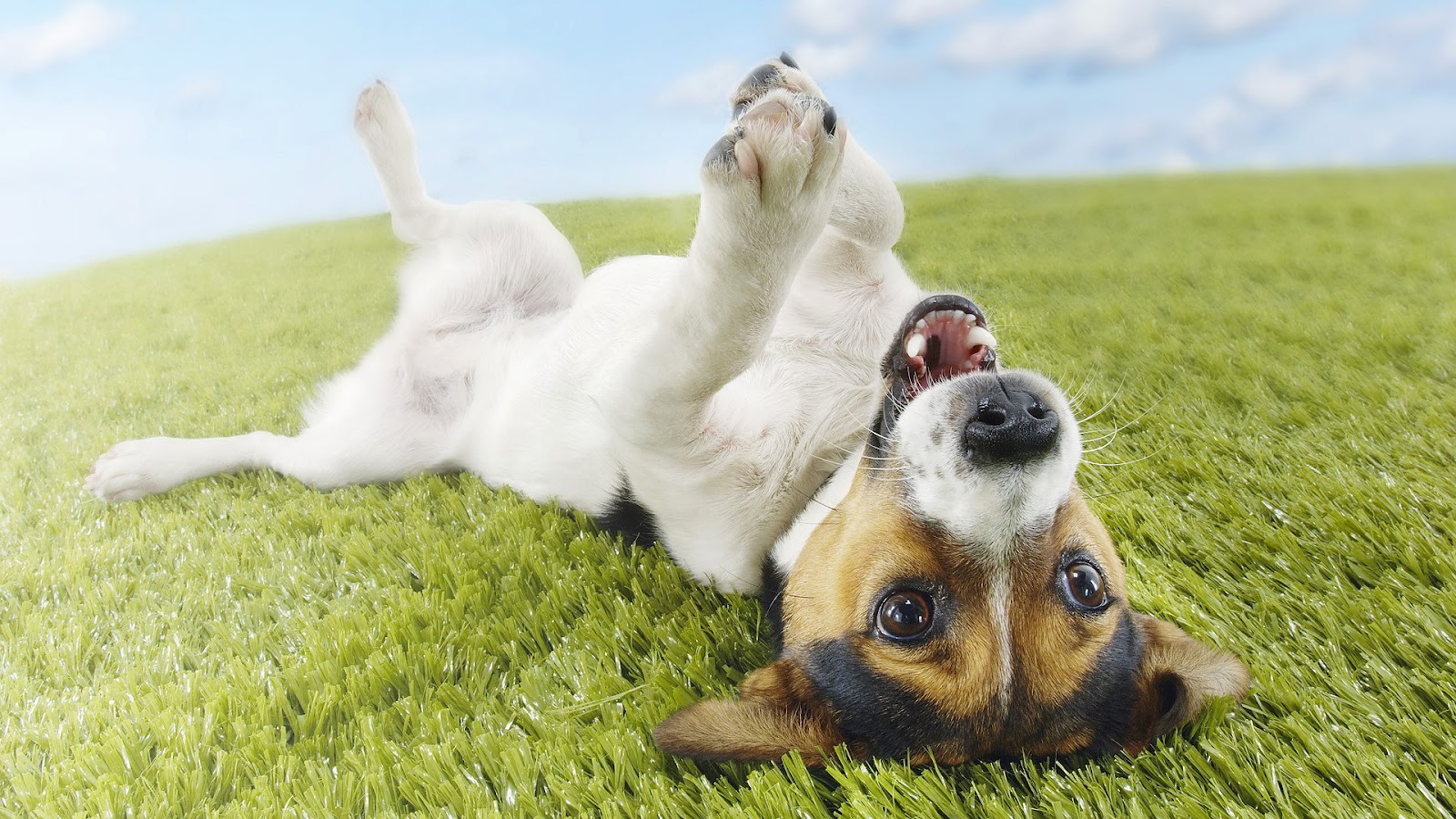  dog wallpaper with a dog on his back on the grass hd dogs wallpapers