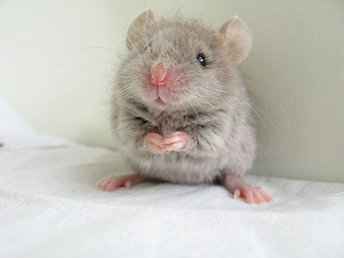 Cute Mouse Animals HD Wallpaper Update