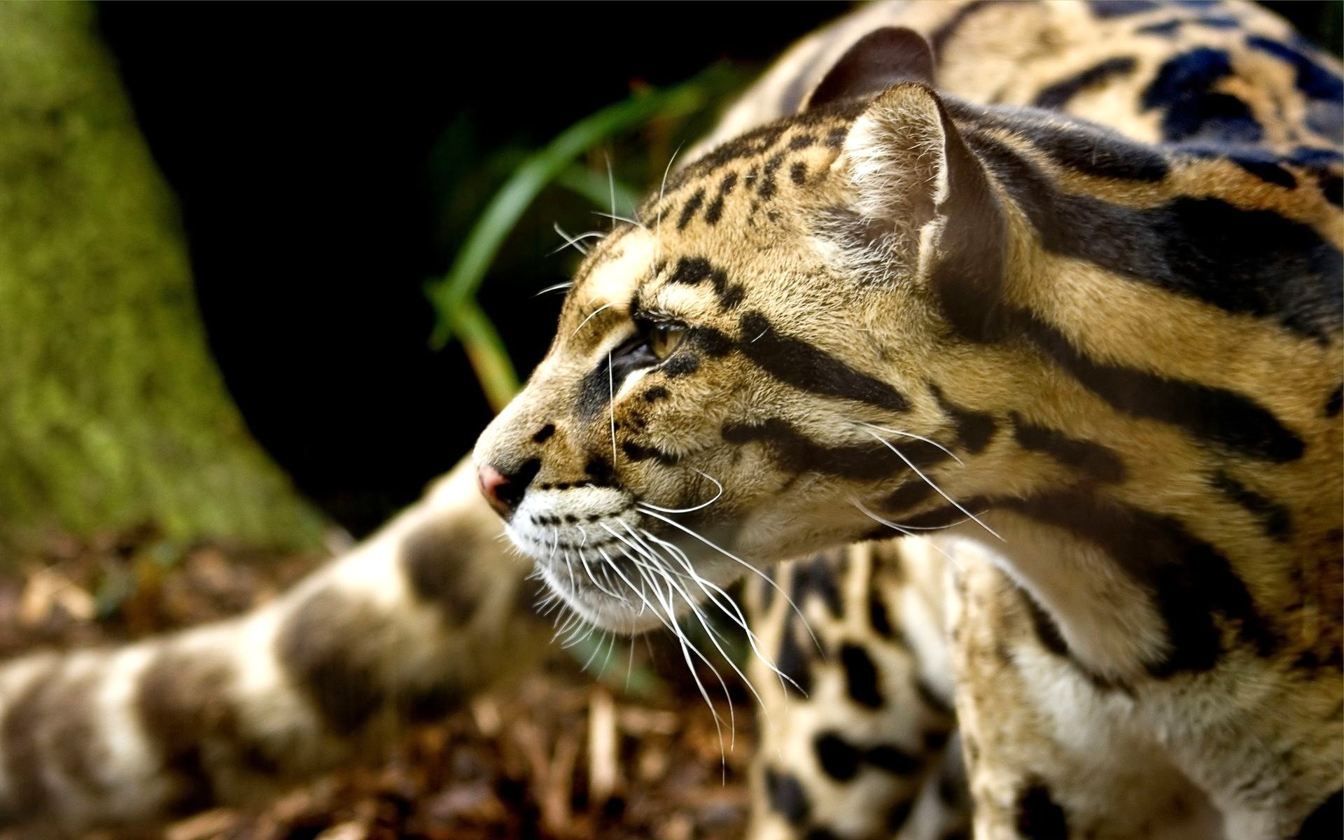 Best Ocelot background ID146307 for High Resolution hd 1920x1200 PC 1920x1200
