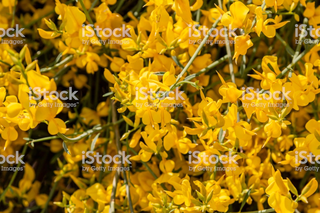 Yellow Spanish Broom Mediterranean Region In Franceon Blue Sky