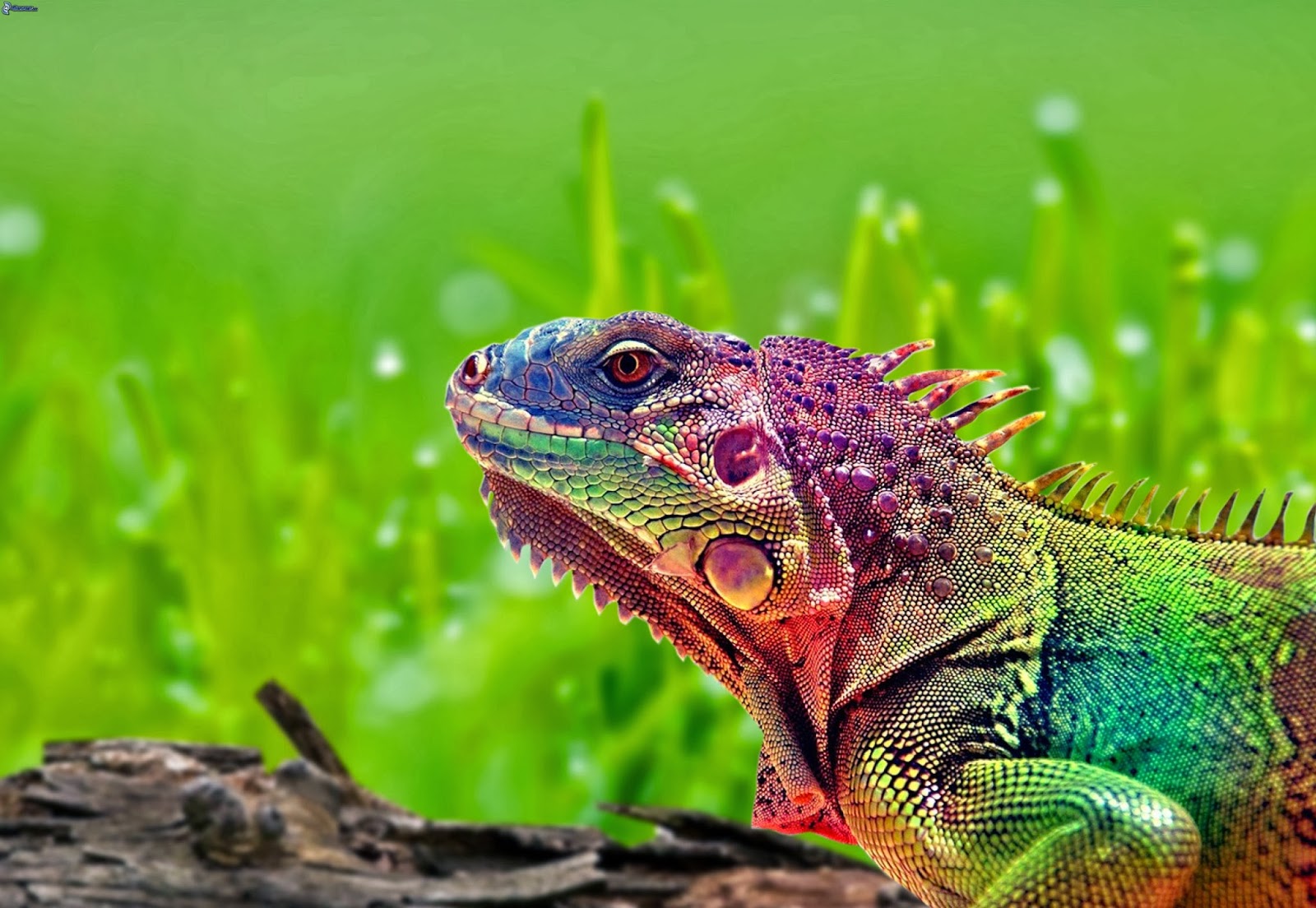 Colorful Chameleon Wallpaper HD Tapandaola111