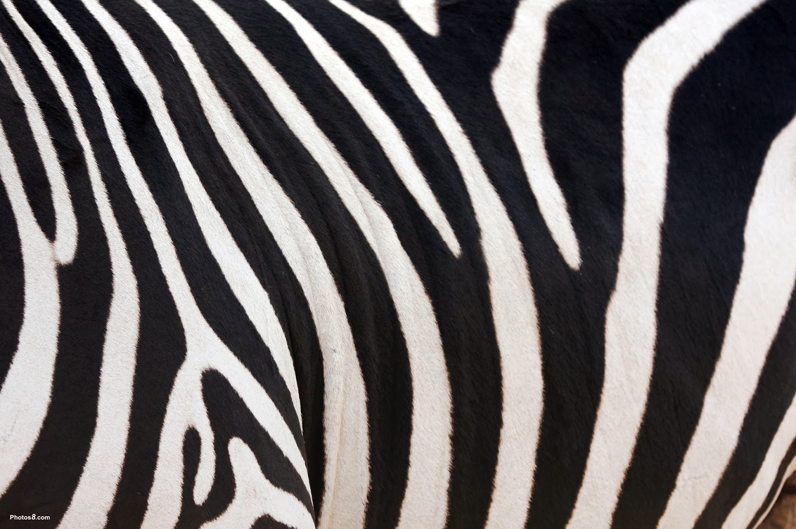 Zebra Wallpaper