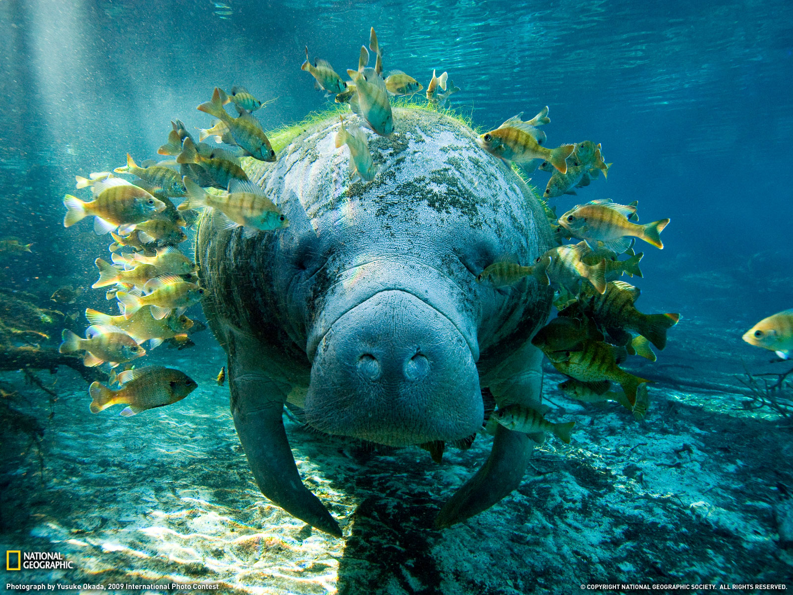 Manatee And Fish Photo Underwater Wallpaper National Geographic