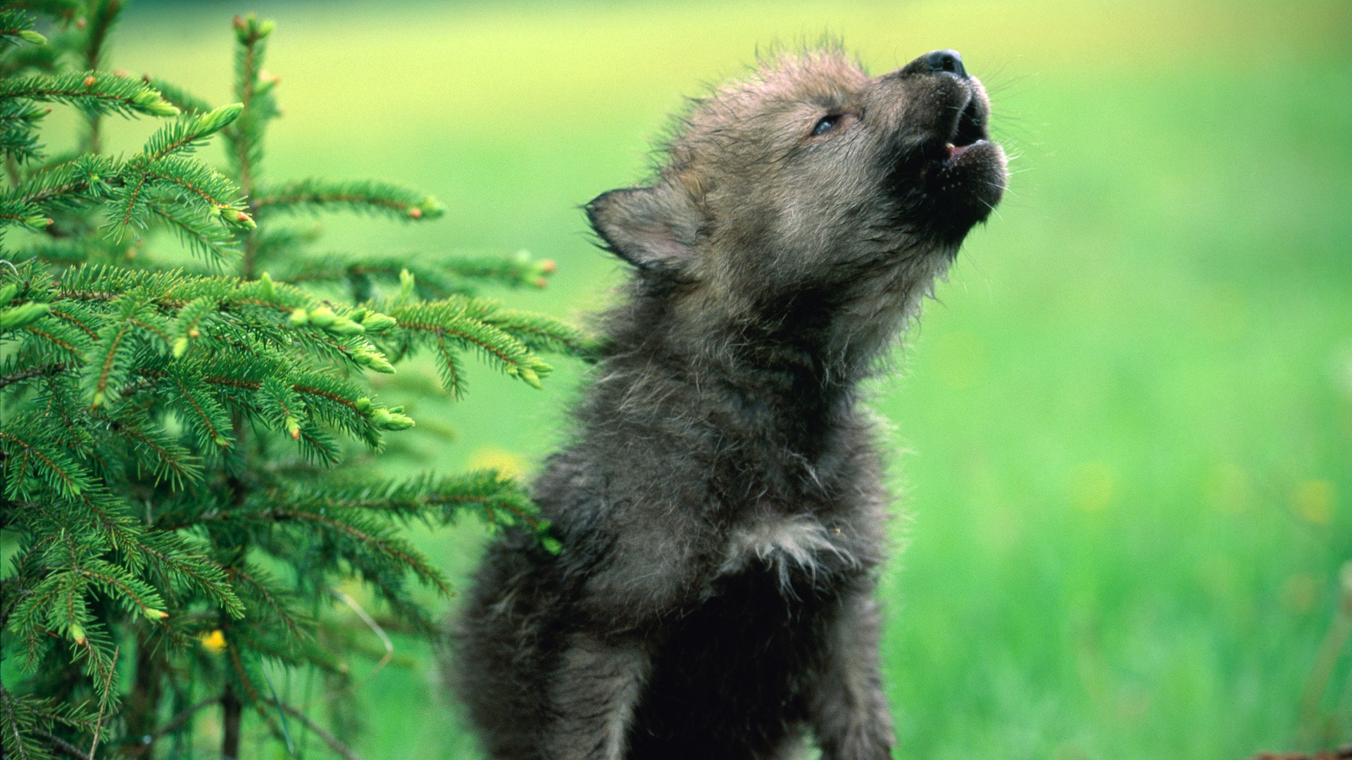 Wallpaper Wolf Cub Puppy Dog