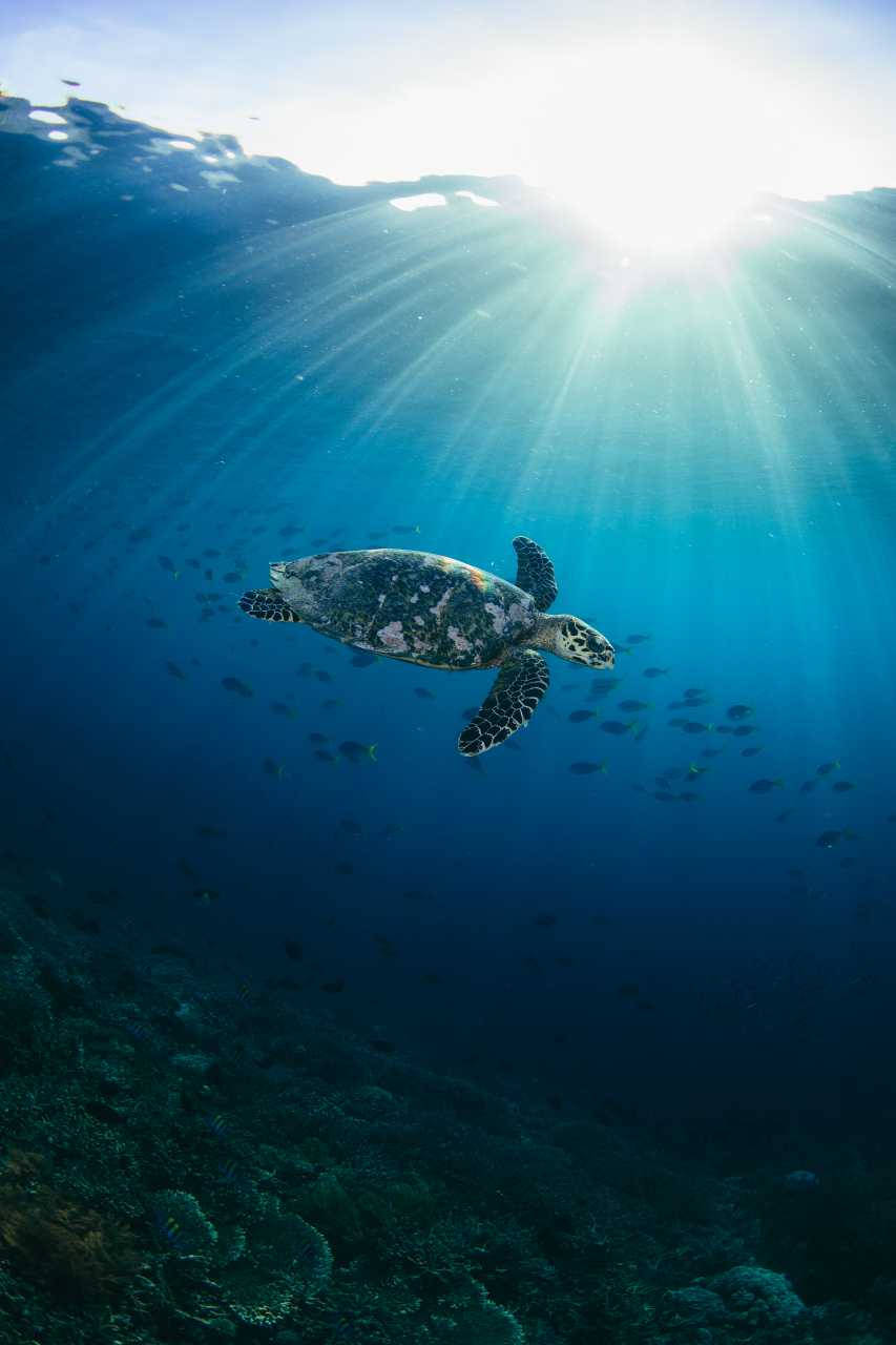 Sea Turtle iPhone Wallpaper