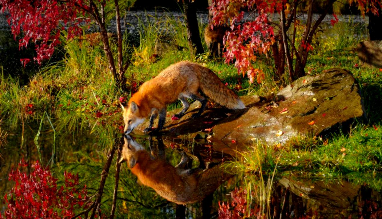 Red Fox Wallpaper All HD Wallpapers Gallerry