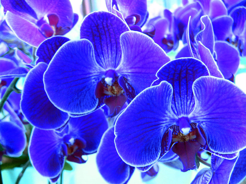Blue Orchids Wallpaper