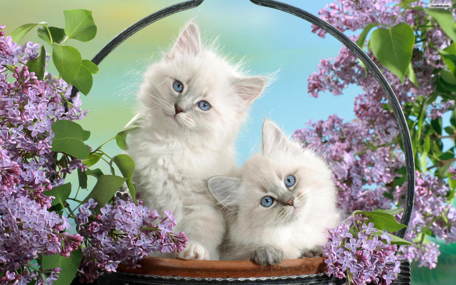 Youwall White Cats Wallpaper