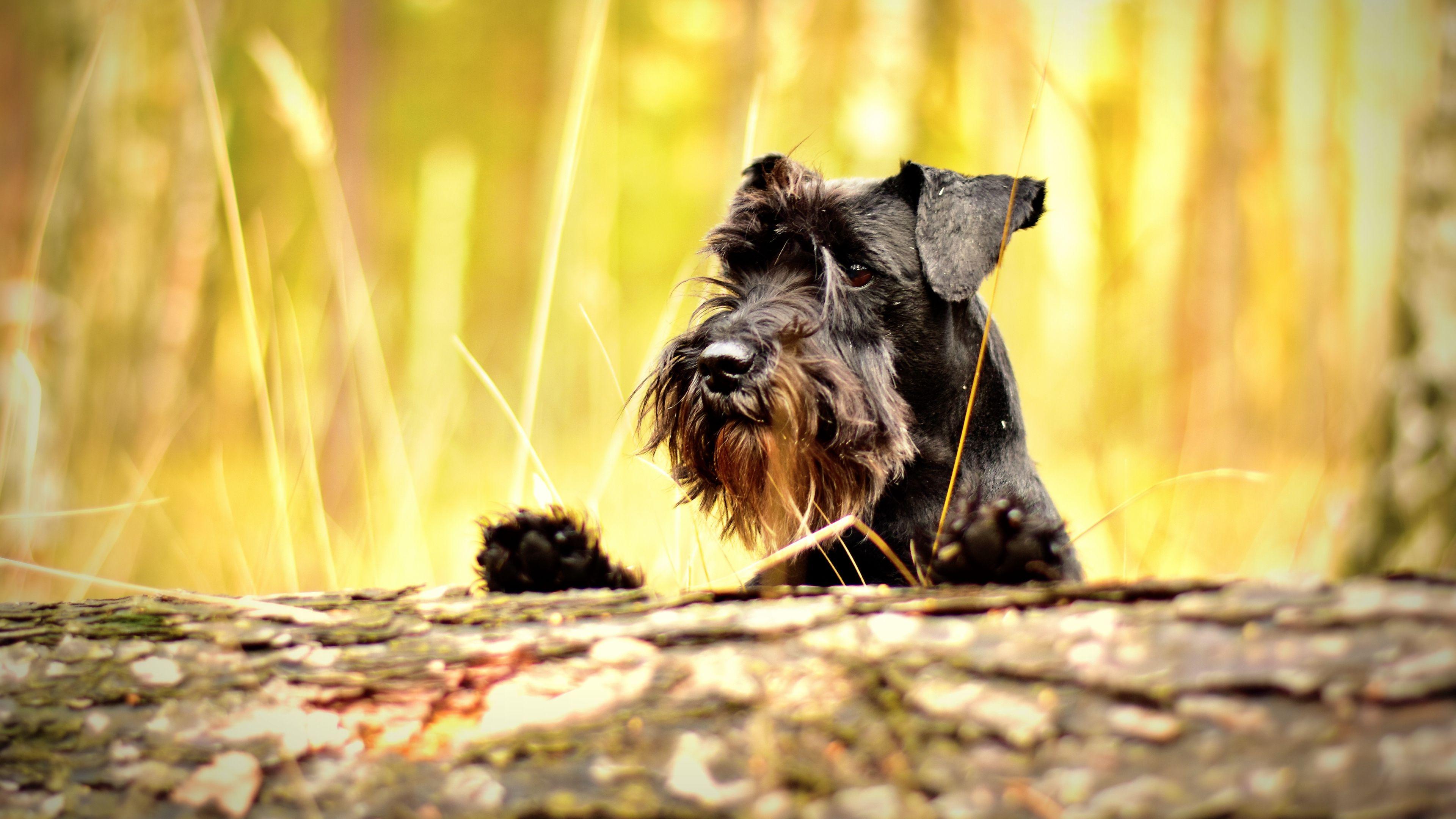 Schnauzer Wallpaper