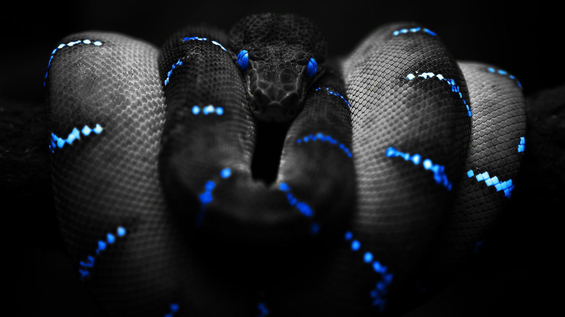 Snake Wallpapers Best Wallpapers