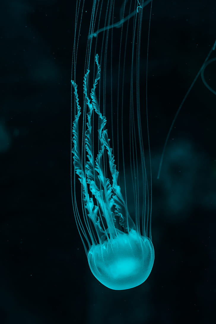 HD Wallpaper Jellyfish Underwater World Blue Tentacles
