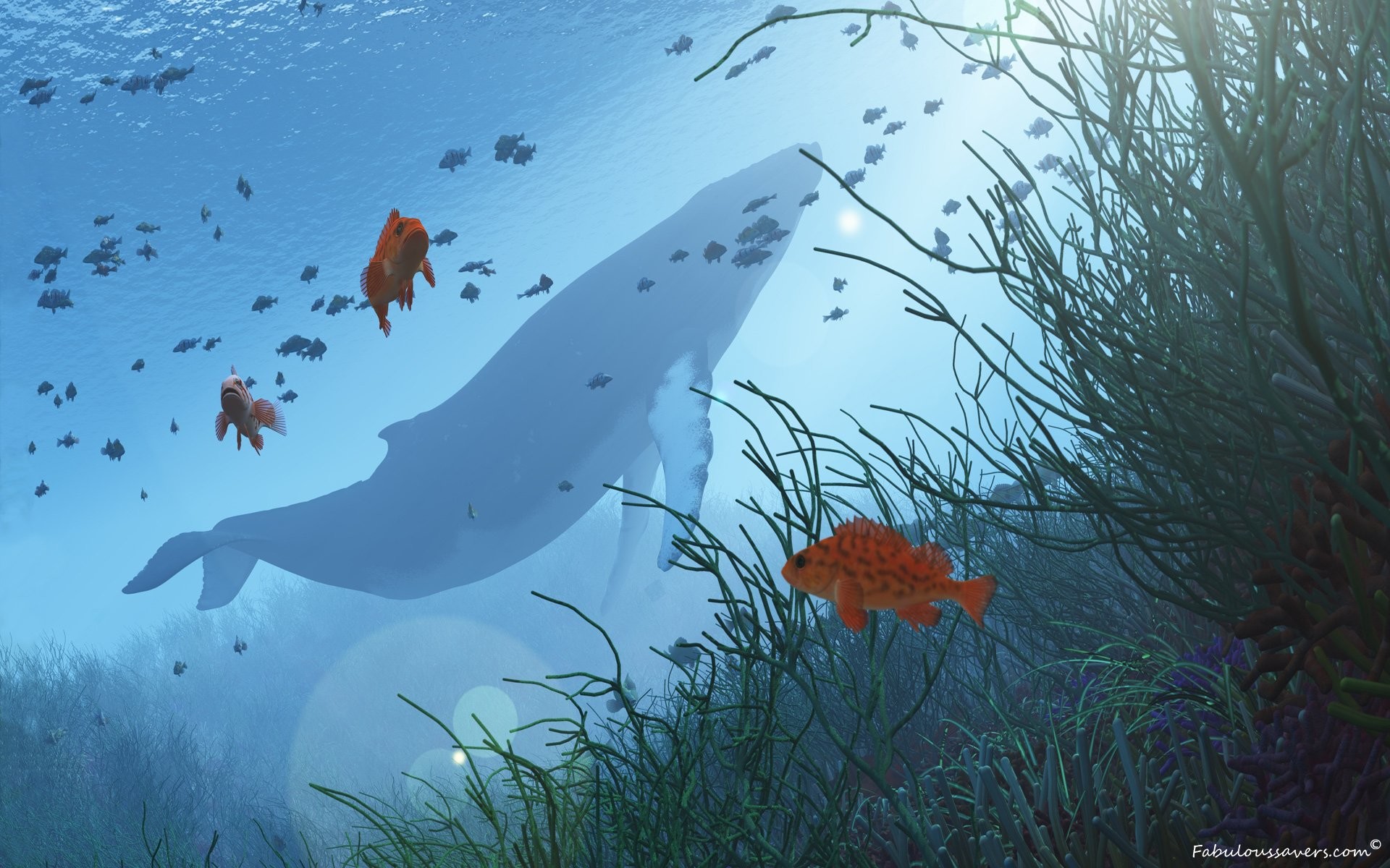 Whale Wallpaper For Desktop