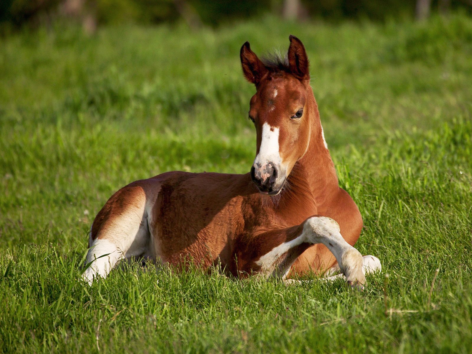 Baby Animals Image Horse Foal Wallpaper Photos