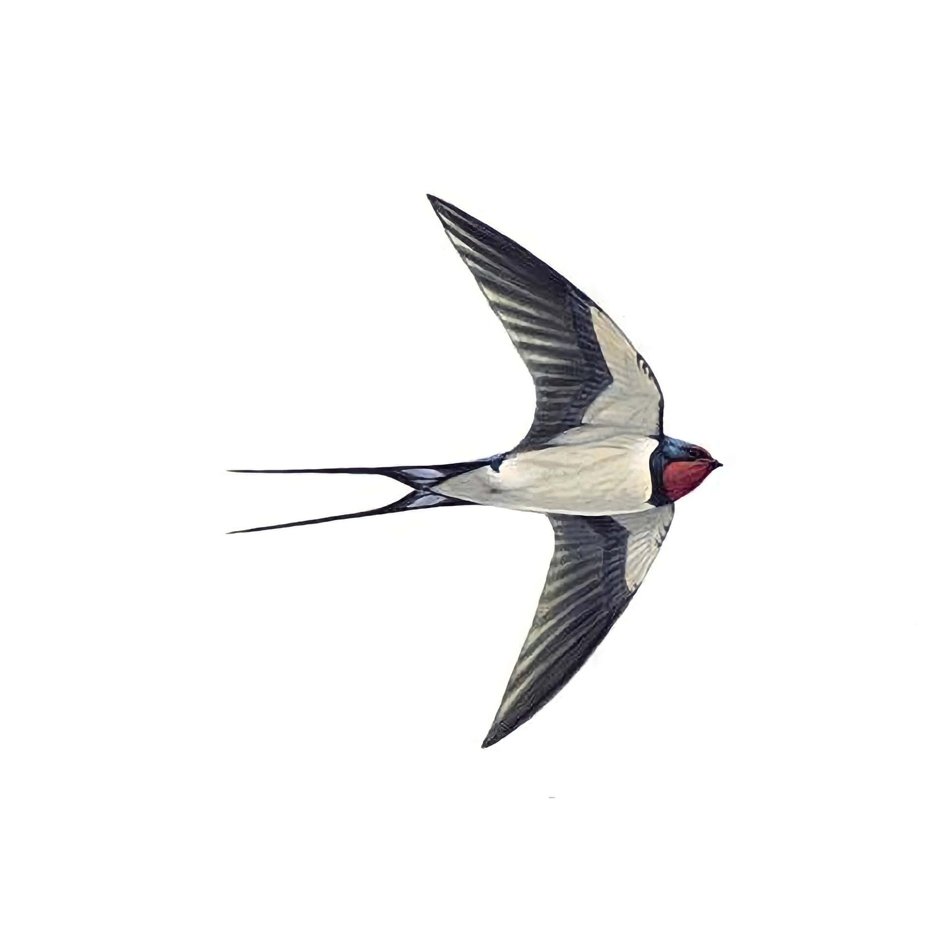 Swallowin Flight Wallpaper