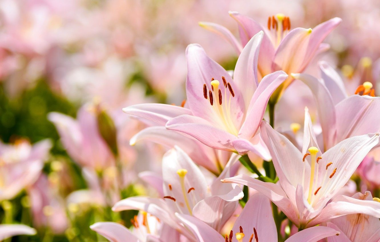 Pink Lily Flower Wallpaper