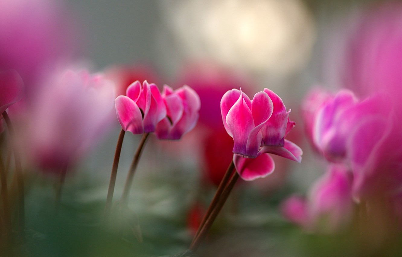 Wallpaper Flowers Background Blur Spring Pink Bokeh Cyclamen