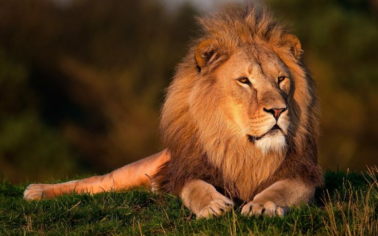 Superbia Big Cats Animals Wallpaper Lions King Photo