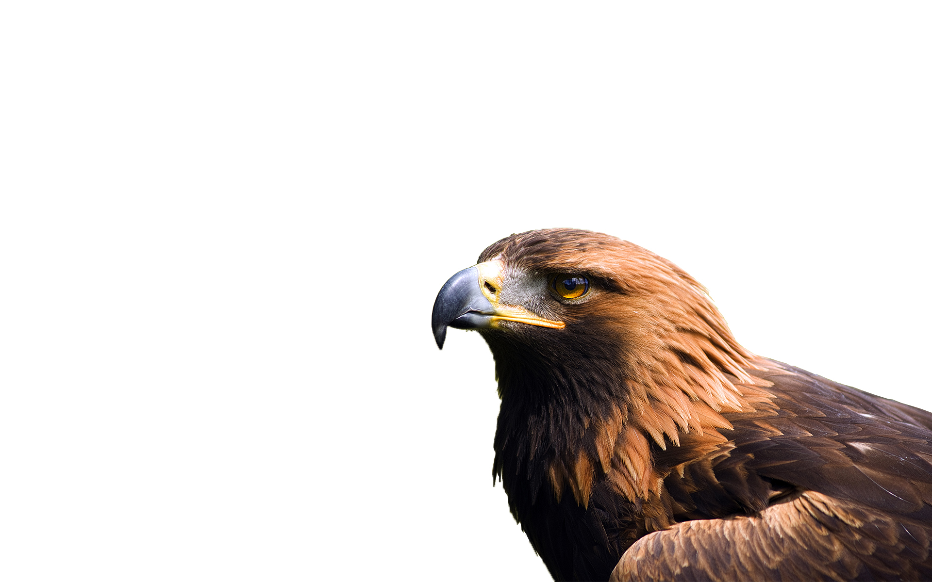 HD Eagle Background