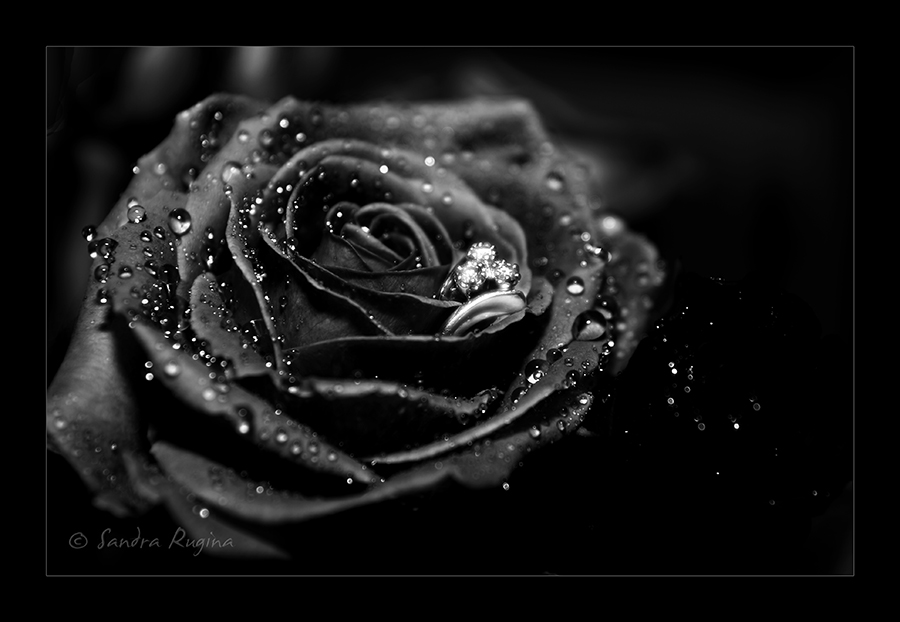 Black Rose Meaning HD Wallpaper