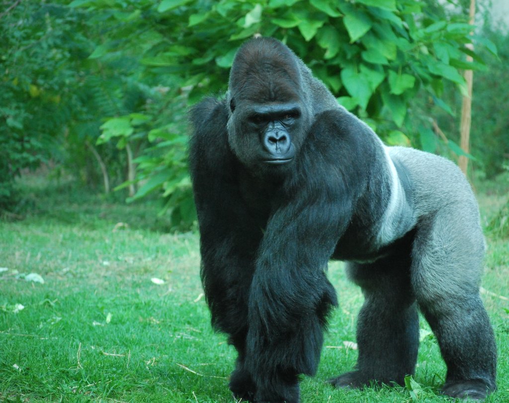 Silverback Gorilla By Tl3319 For Your