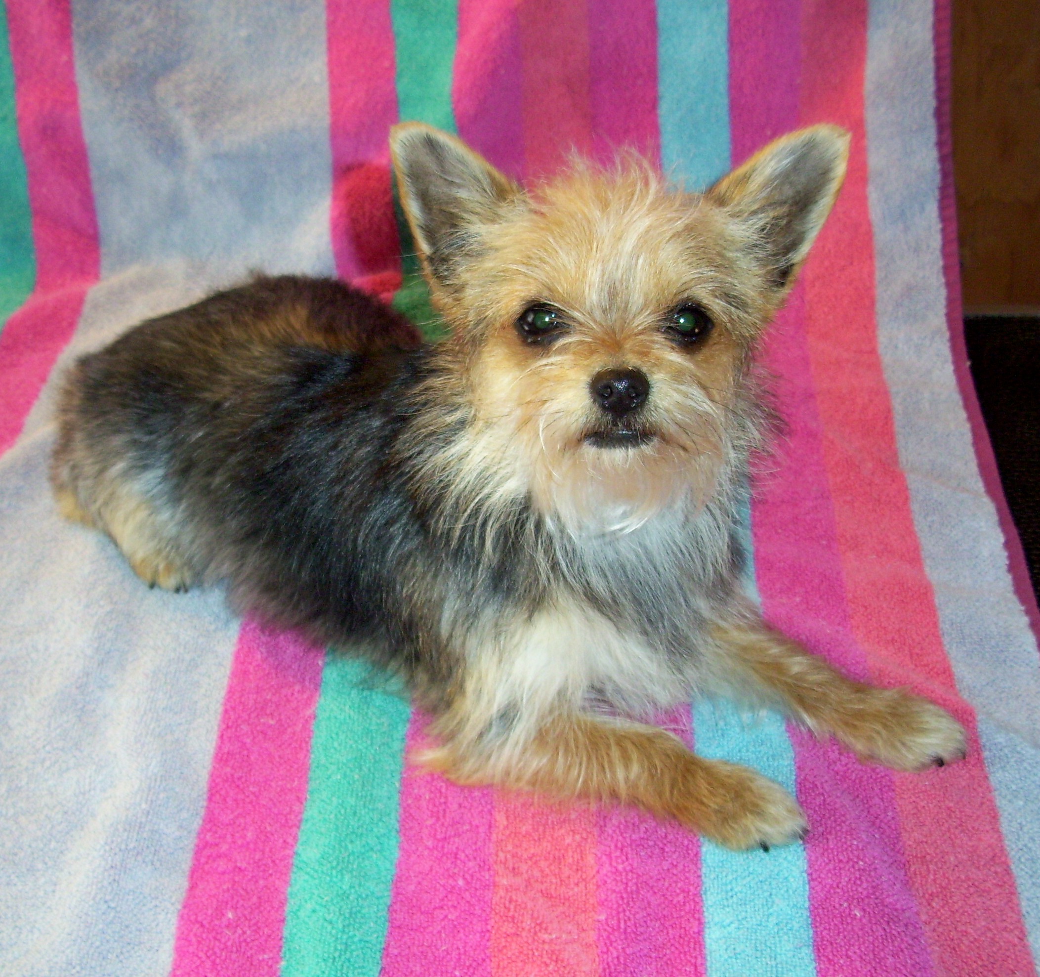 Chorkie Yorkie Chihuahua Mix Info Temperament Puppies Pictures