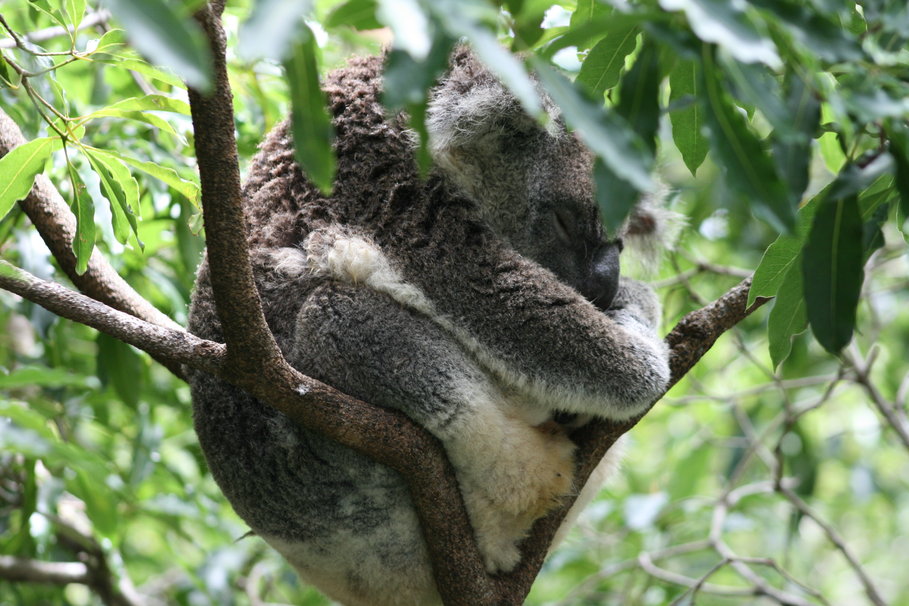 Koala Endormi Wallpaper