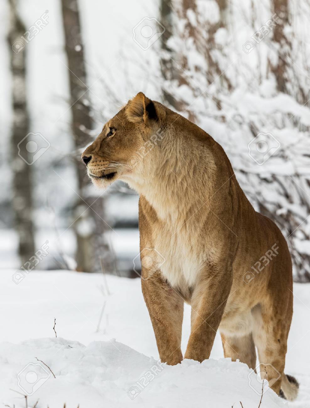 Lion Panthera Leo Lioness Standing In Snow Bright Background