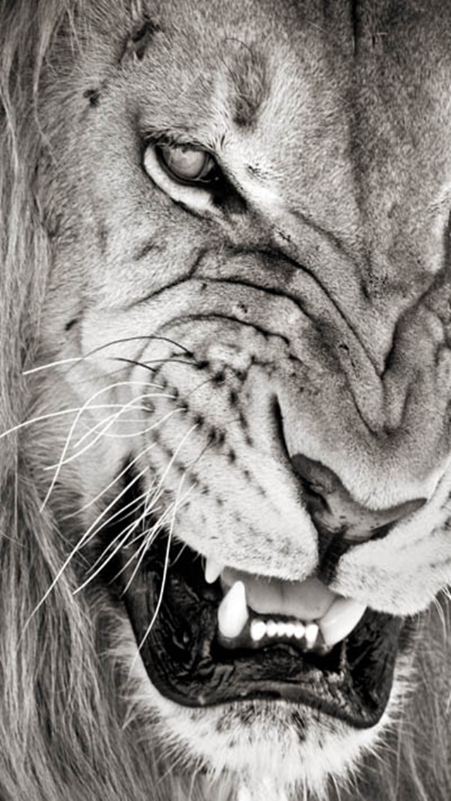 Mad Lion iPhone 5 Wallpaper 640x1136