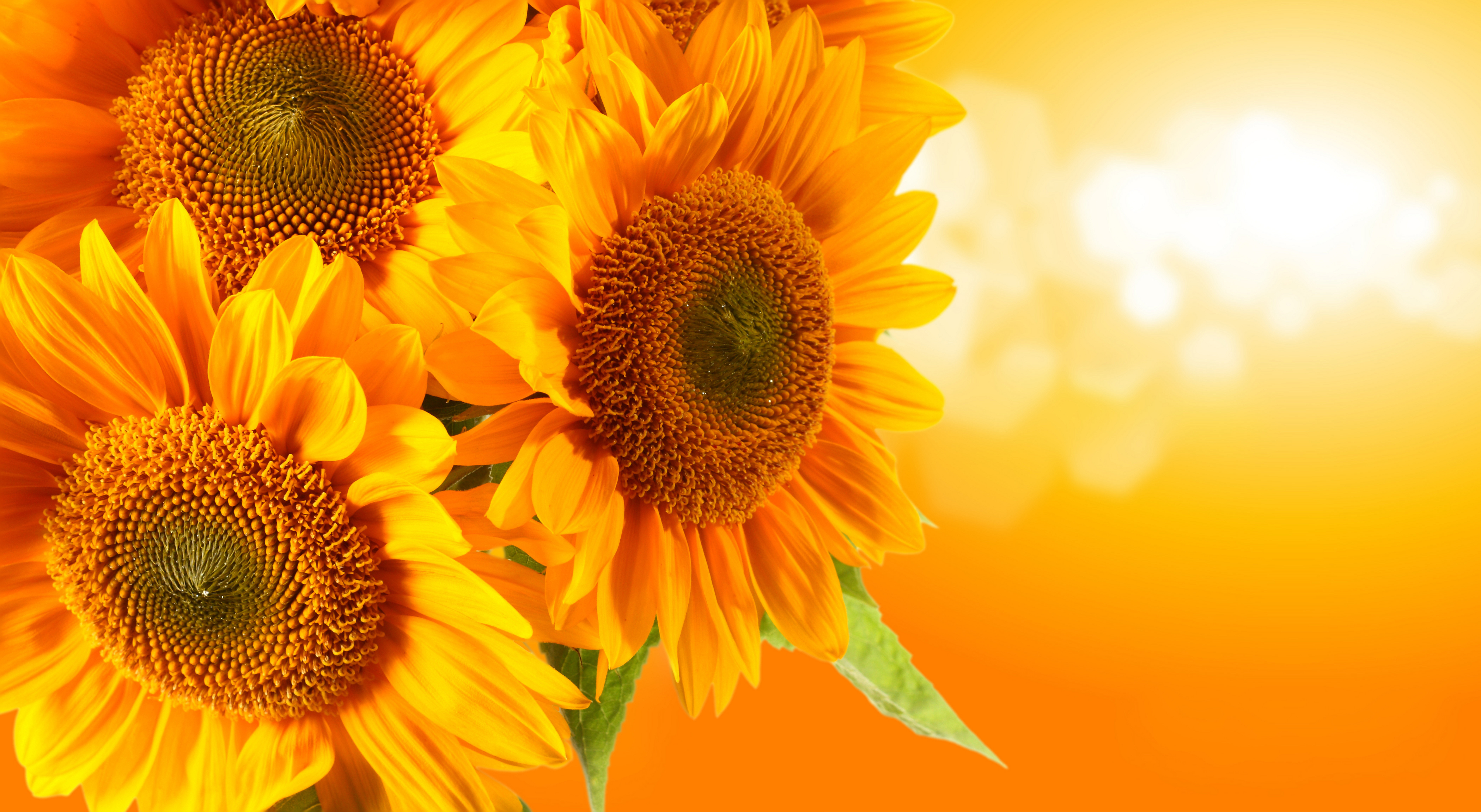 Sunflower 8k Ultra HD Wallpaper