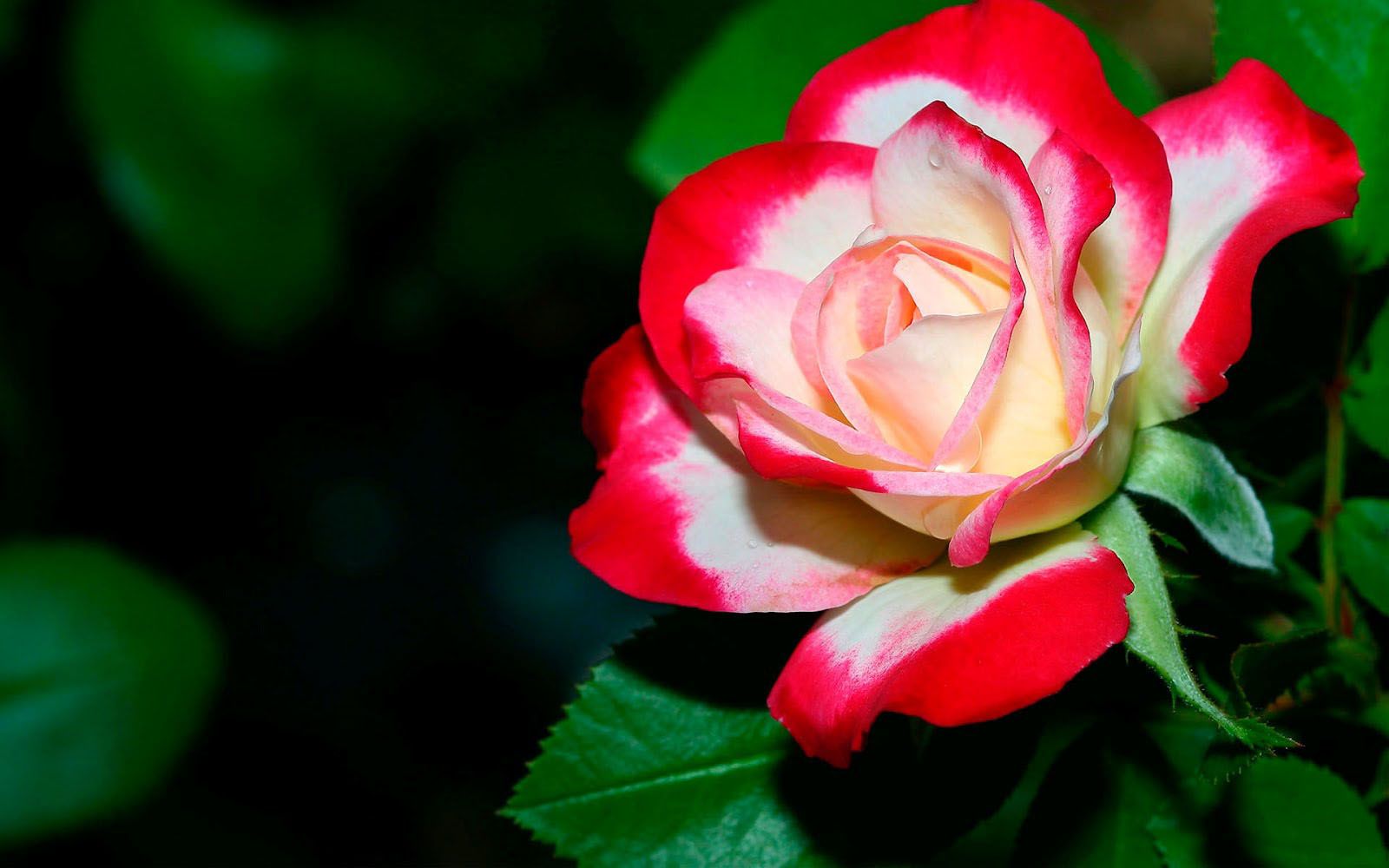 Beautiful Rose wwwacenaturecombeautiful flowers photography