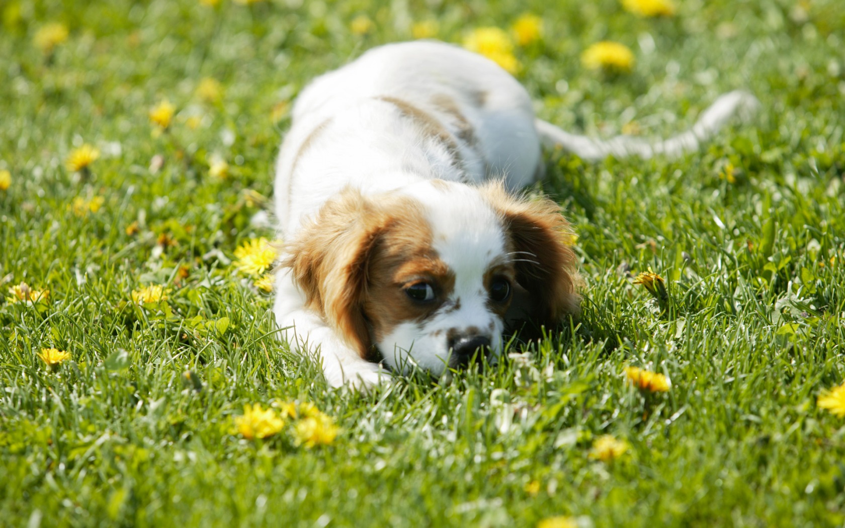 Small Dog Wallpaper Dogs Animals In Jpg Format For