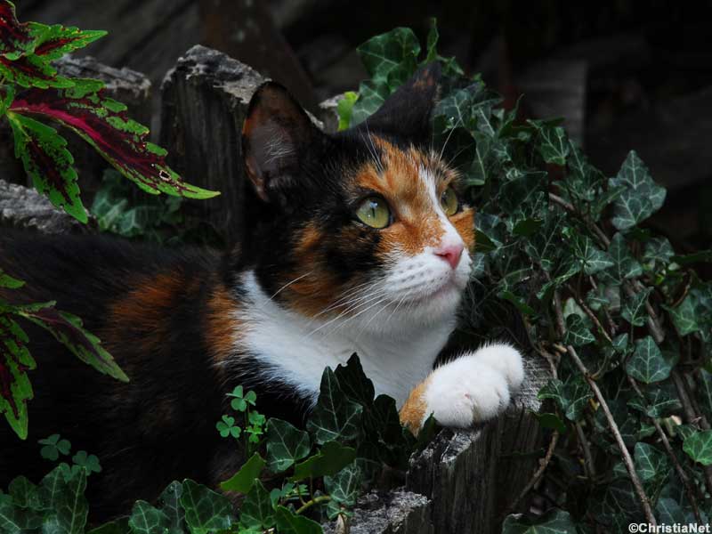 Calico Cat Wallpaper  HD Wallpapers of Calico CatsAmazoncomAppstore  for Android