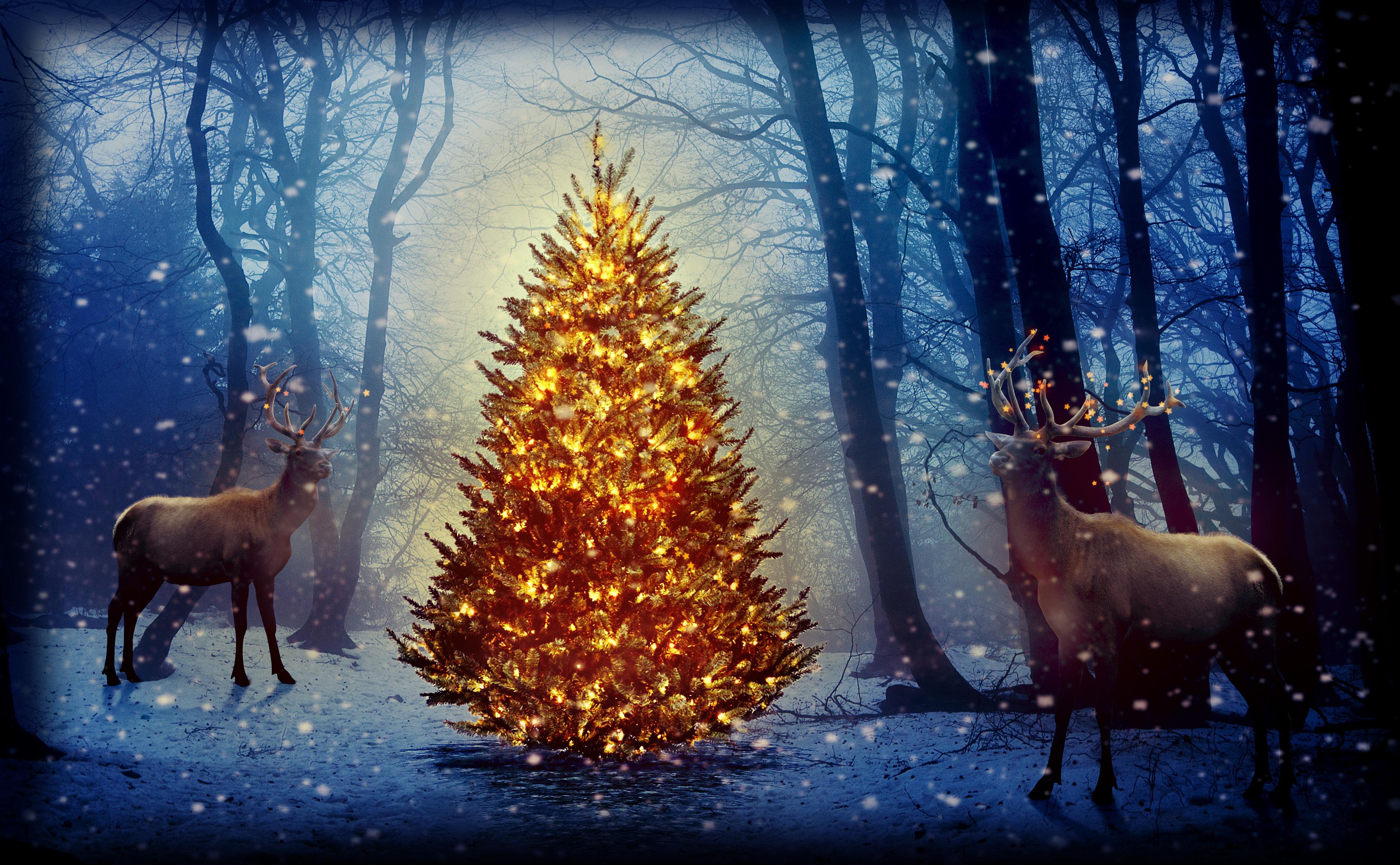 Bucks In The Christmas Forest