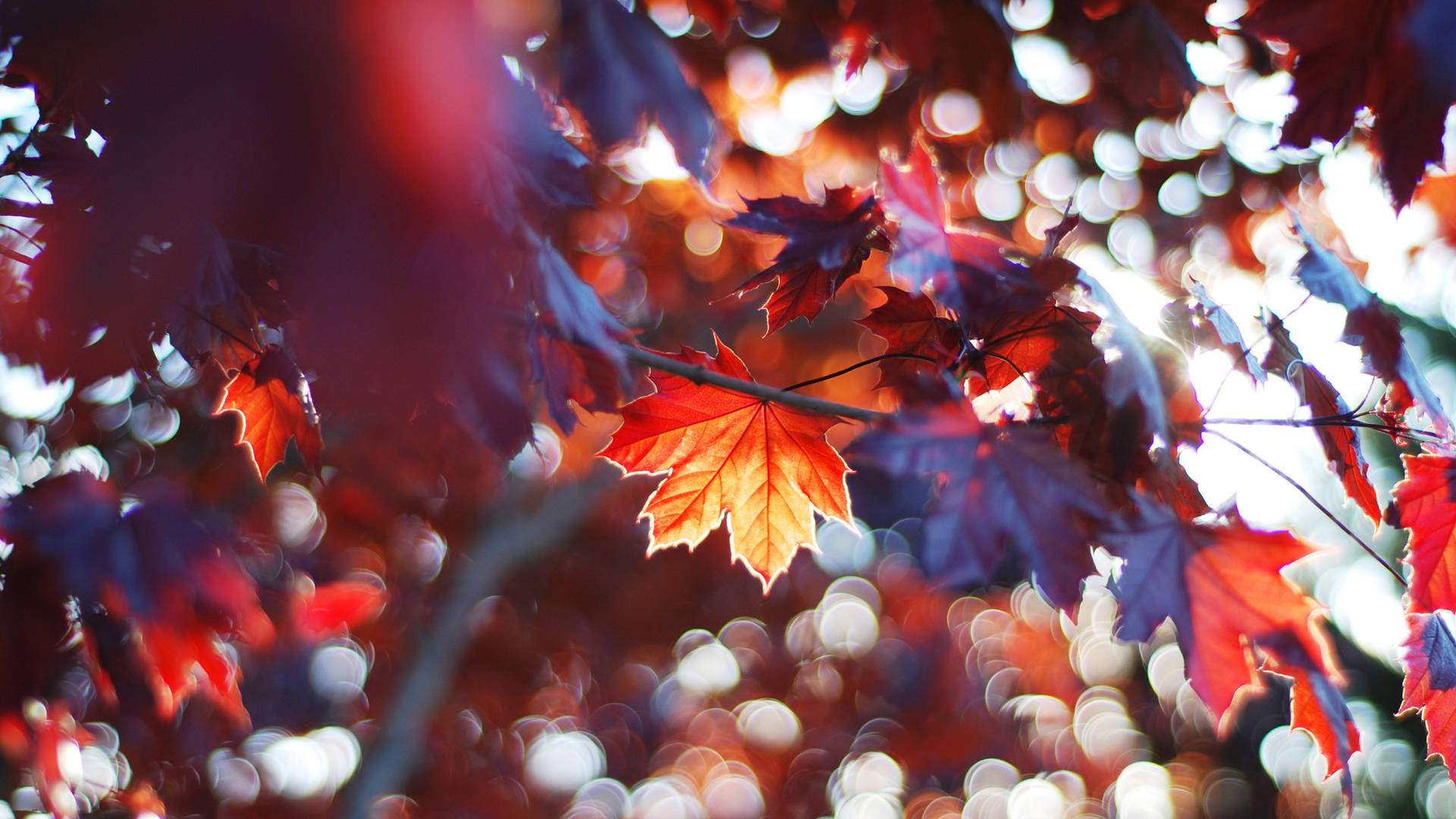 Fall Leaves And Sunrays Wallpaper