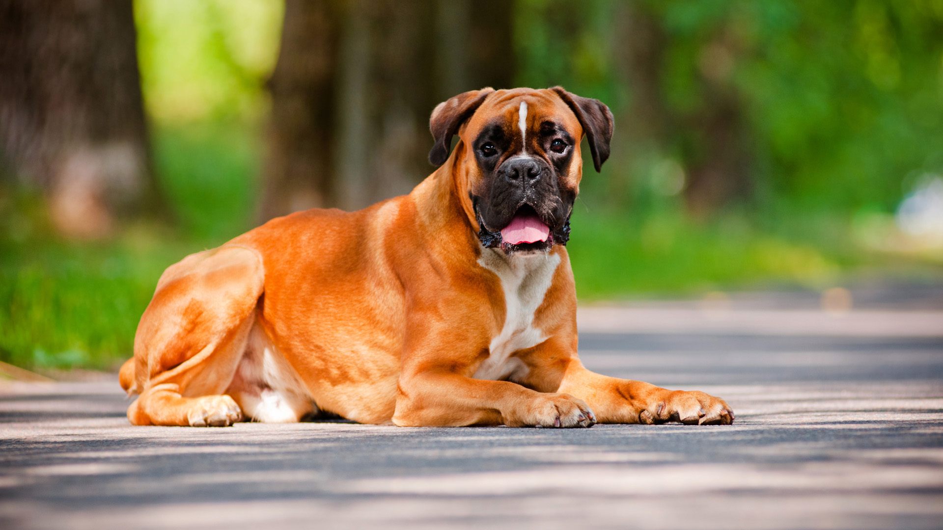 Boxer Beautiful Puppy Domestic Health Canine Pet Lying Down