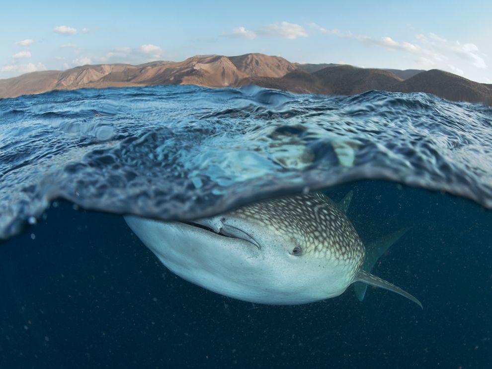 Whale Shark Picture Underwater Photo National